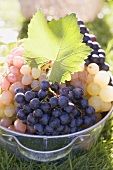 Various types of grapes in a zinc bucket