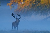 A stag in a clearing at dawn