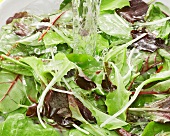 Green salad and spinach in water
