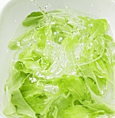 Green salad in water