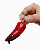 Hand holding a chili pepper dripping with melted chocolate