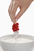 Hand dipped red currants in yogurt