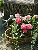 Wicker basket with roses