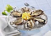 Fresh oysters with lemon on ice