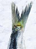 Schwanzflosse einer Sardine (Nahaufnahme)