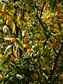 Kumquats auf einem Baum