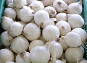 weiße Zwiebeln in Steige auf dem Markt