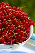 Fresh red currants