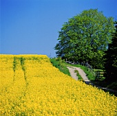 Blick über ein blühendes Rapsfeld