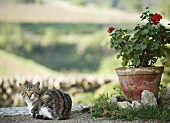 Katze neben Blumentopf mit Pelargonien