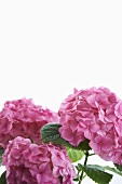 Pink Hydrangea Blossoms on White Background