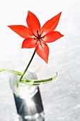 Aufgeblühte rote Tulpe in Vase
