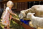 Little girl feeding sheep with grass