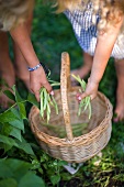 Children collecting freshly picked beans in a basket
