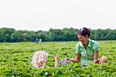 Mutter mit Tochter pflücken Erdbeeren auf Erdbeerfeld