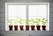 Young plants in clay pots on a window sill