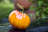 Eine Heirloom Tomate mit Wassertropfen