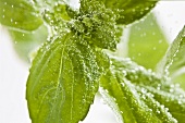 Basil leaves in water (close-up)