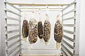 Coppa Pork Hanging in a Curing Room