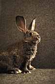 Live Rabbit