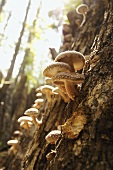 Shiitake Mushrooms Growing on an Oak in the Ozarks of Missouri