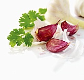 Garlic with cilantro