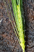 Water drops on an ear of barley