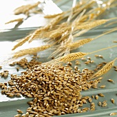 Barley corns and ears