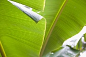 Banana leaves (close-up)