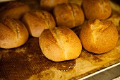 Freshly baked rolls in a bakery