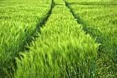 Tractor tyre marks in a barley field