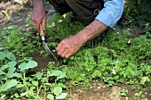 Mann bei der Gartenarbeit