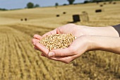 A person holding wheat grains