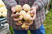 Bauer hält Kartoffeln