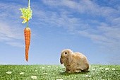 A rabbit with a dangling carrot