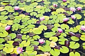 Water lilies on a pond