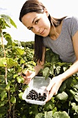 A woman picking blackcurrants