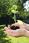 Hands holding a basil plant in soil