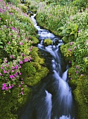 Gauklerblumen am Fluss