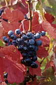 Rote Trauben am herbstlichen Weinstock