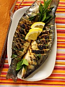 Sea perch, barbecued, with lemon