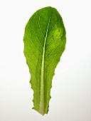 Young romaine lettuce leaf