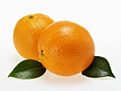 Oranges with leaves and drops of water