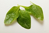 Young spinach leaves with drops of water
