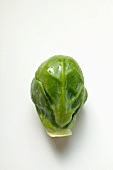 A Brussels sprout with drops of water