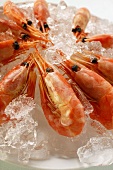 Shrimps on crushed ice