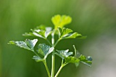 Fresh parsley