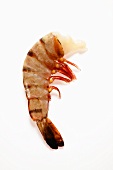 Fresh shrimp without head
