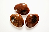 Smooth Venus clams