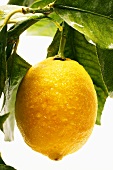 Fresh lemon on branch with leaves